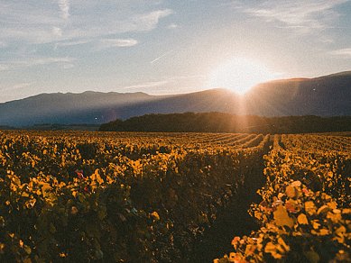 Winery