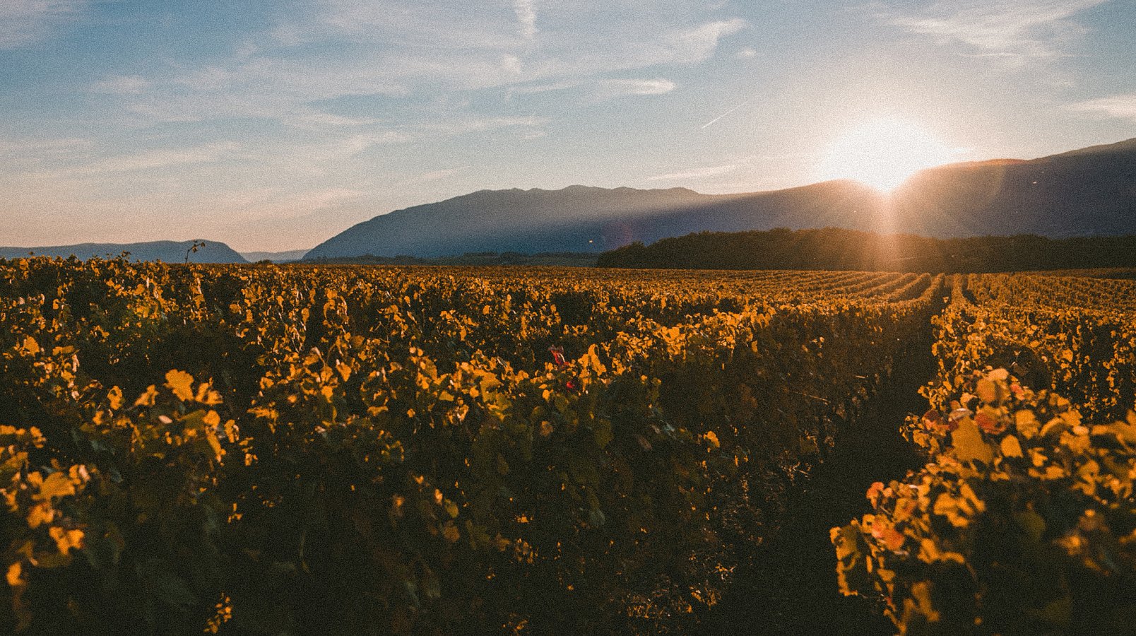 Winery